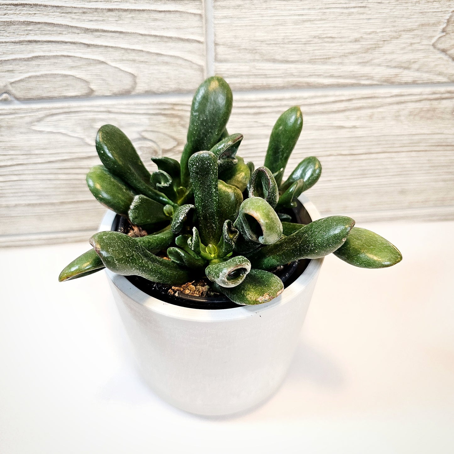 Gollum Jade 4"