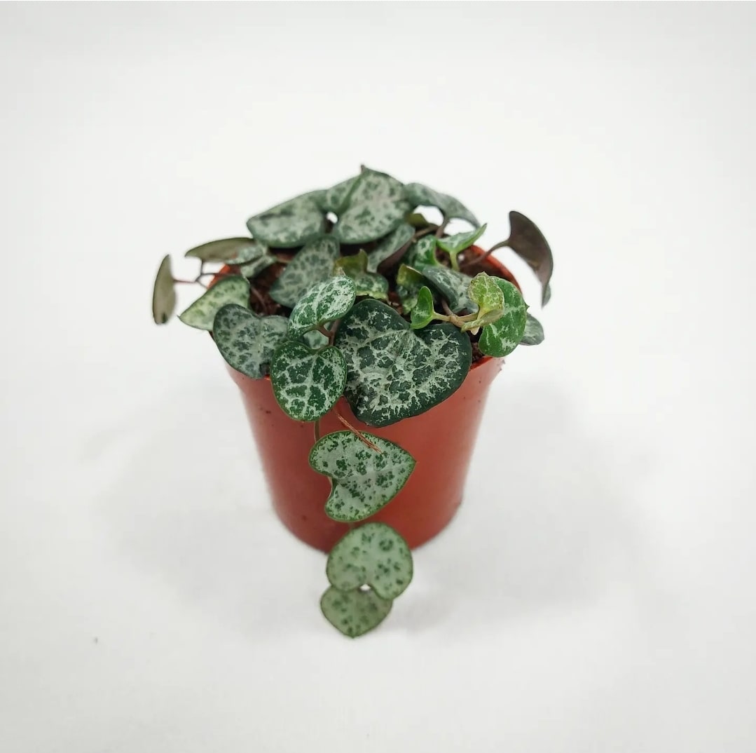 Green String of Hearts 2.5"