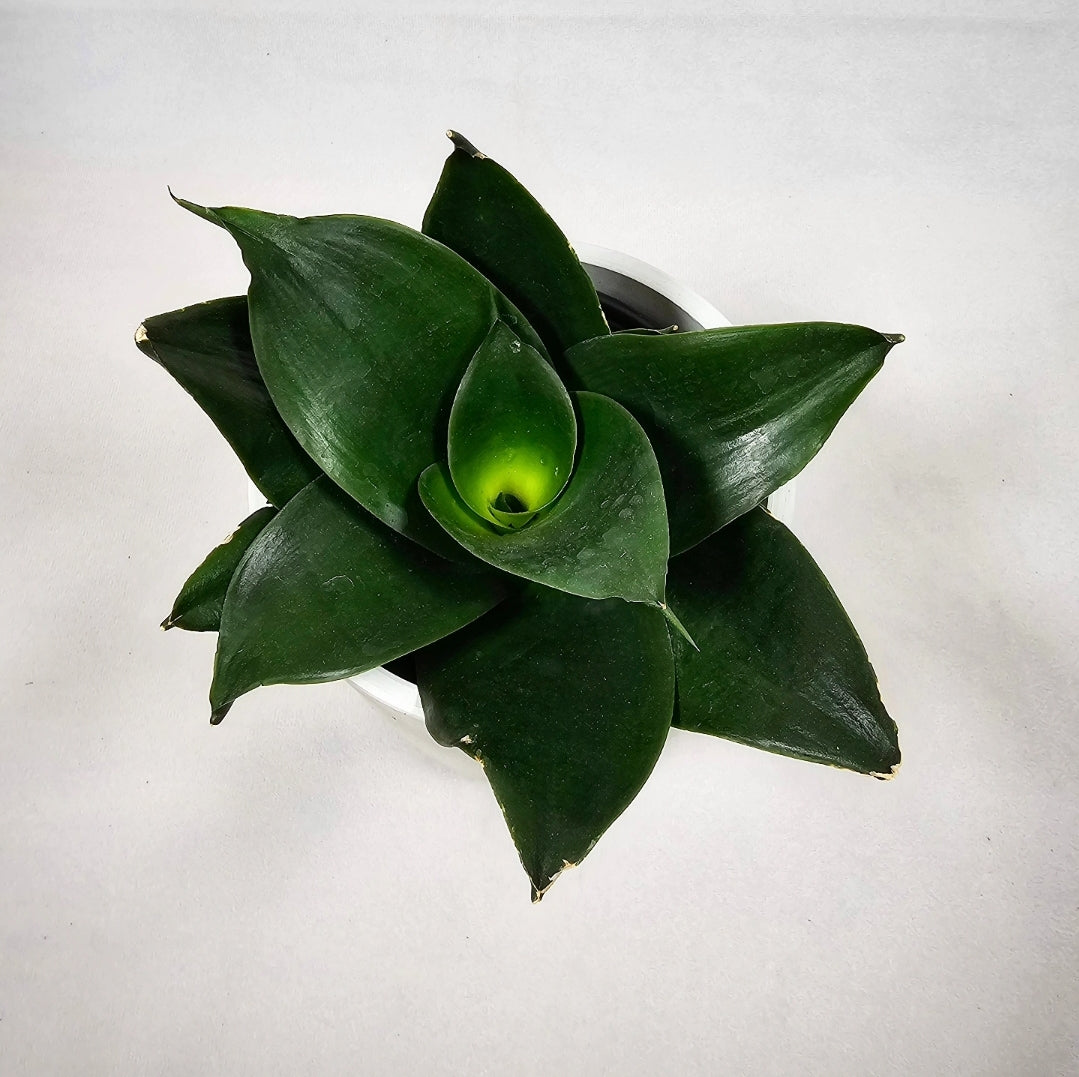 Sansevieria Hanhii 4"