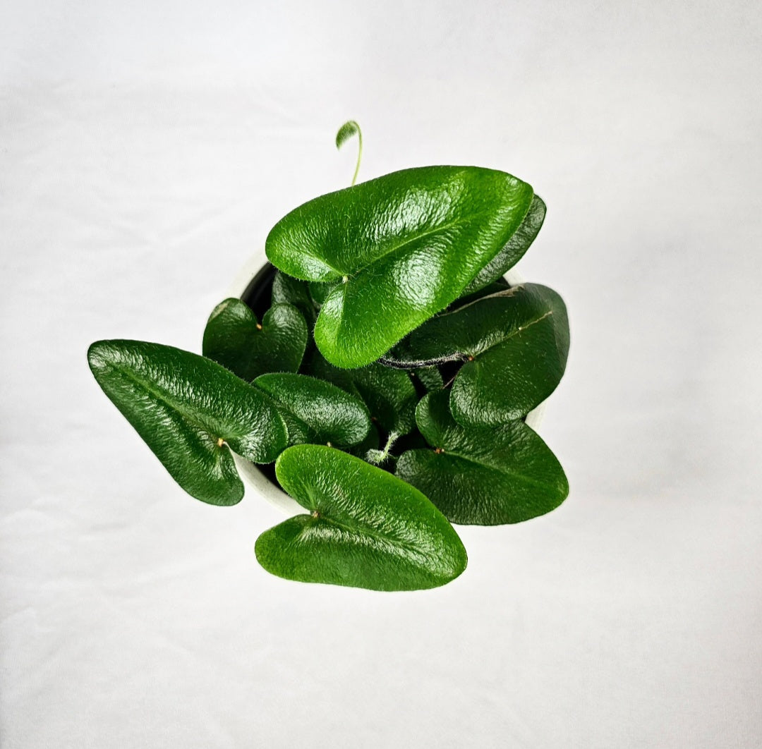 Heart Leaf Fern 4"