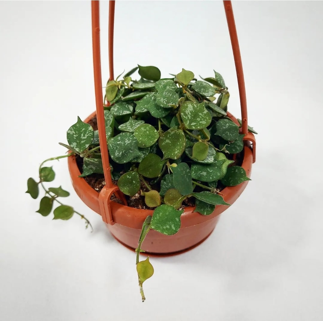 Hoya Curtsii Hanging Basket 4.5"