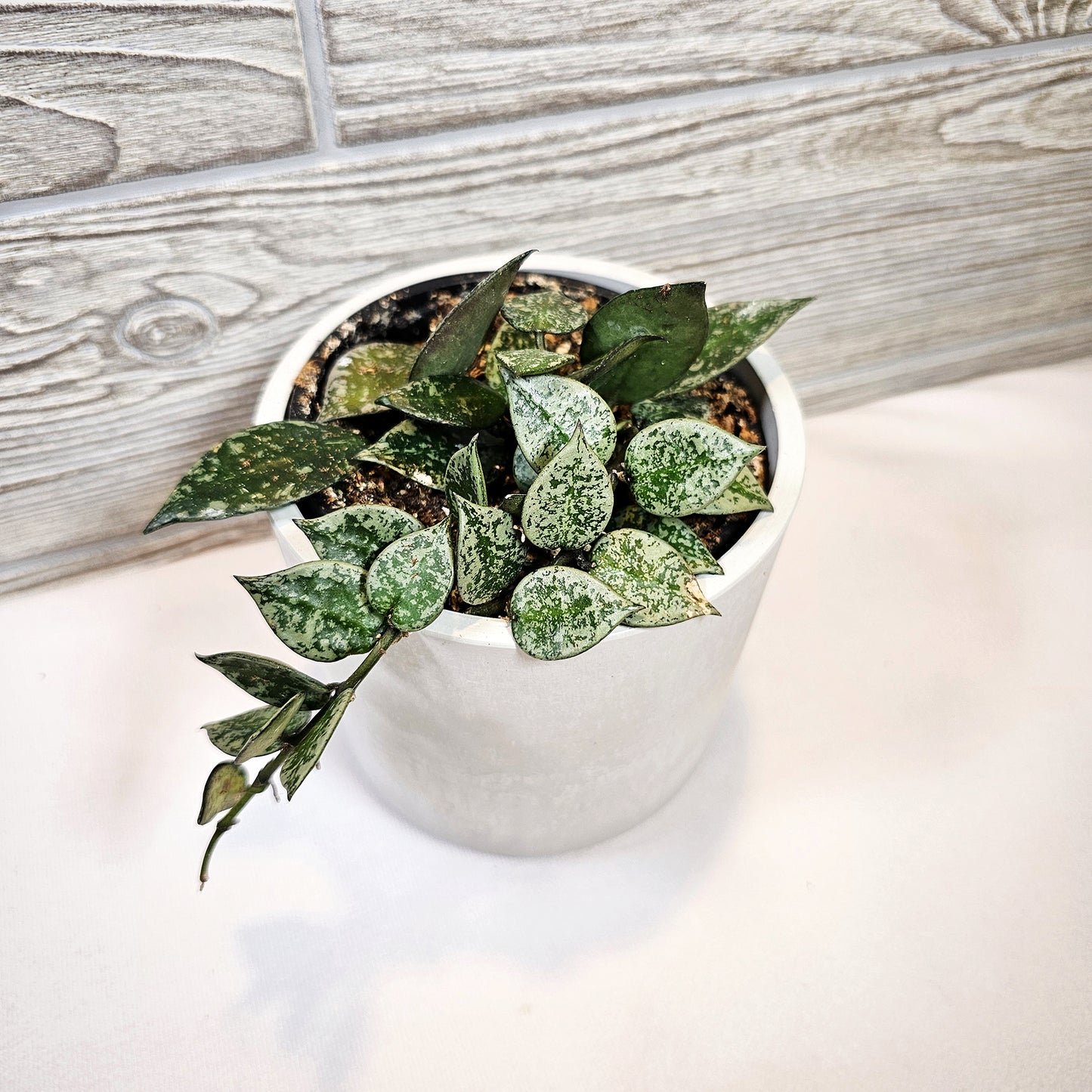 Hoya Krohniana 4"