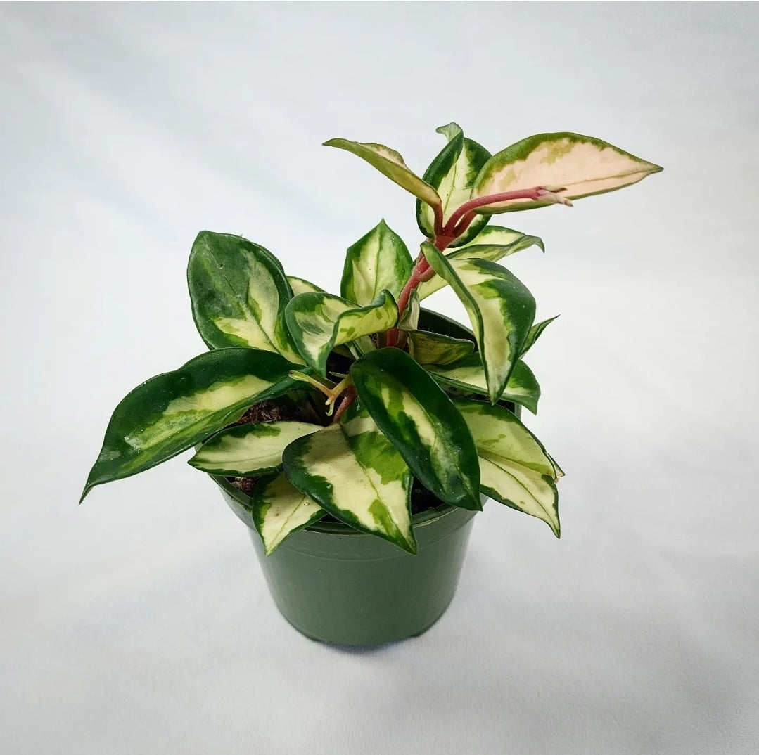 Hoya Krimson Princess 4"