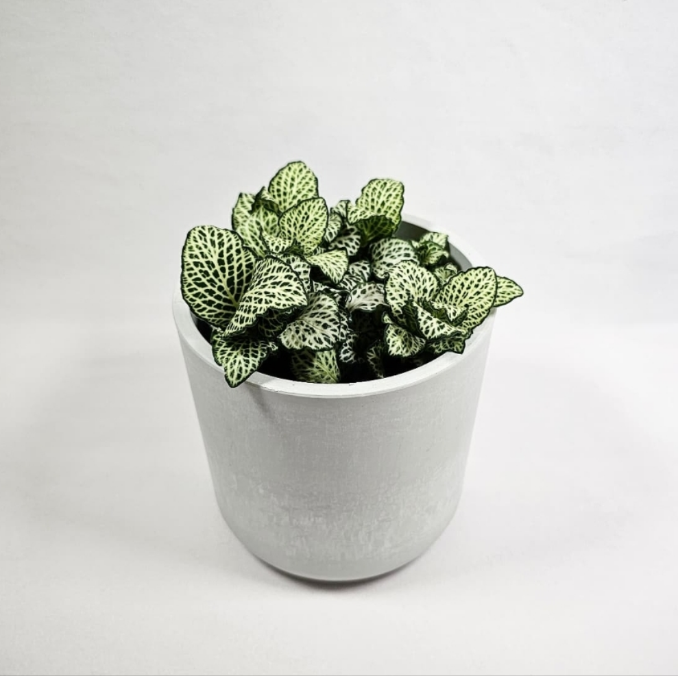 Fittonia White Ann