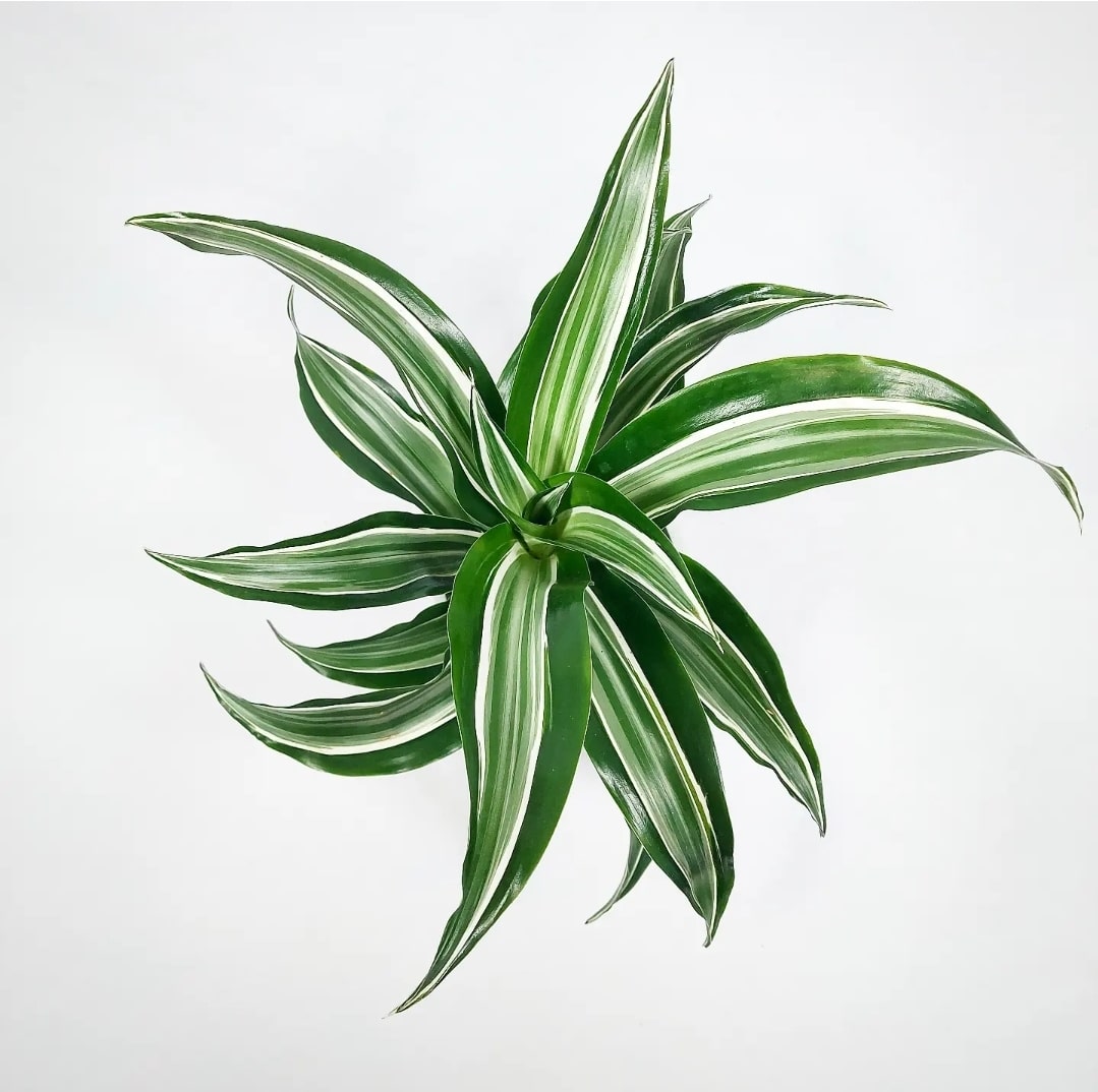 Dracaena Jade Jewel 4"