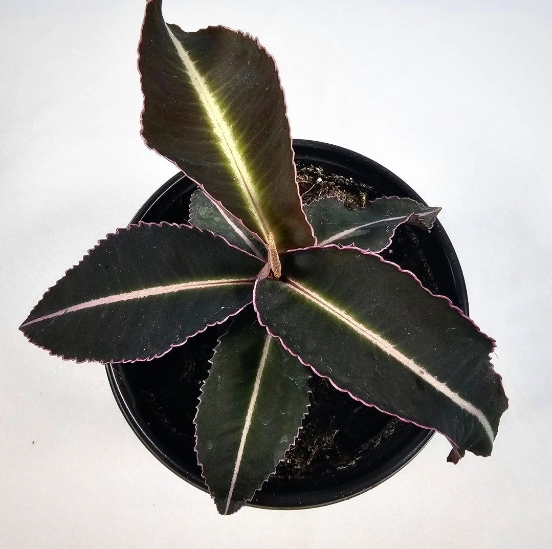 Labisia Electric Pink 4"