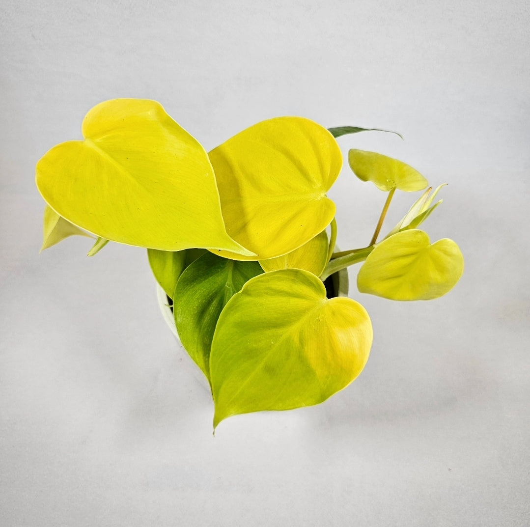Lemon Lime Heartleaf Philodendron 4"