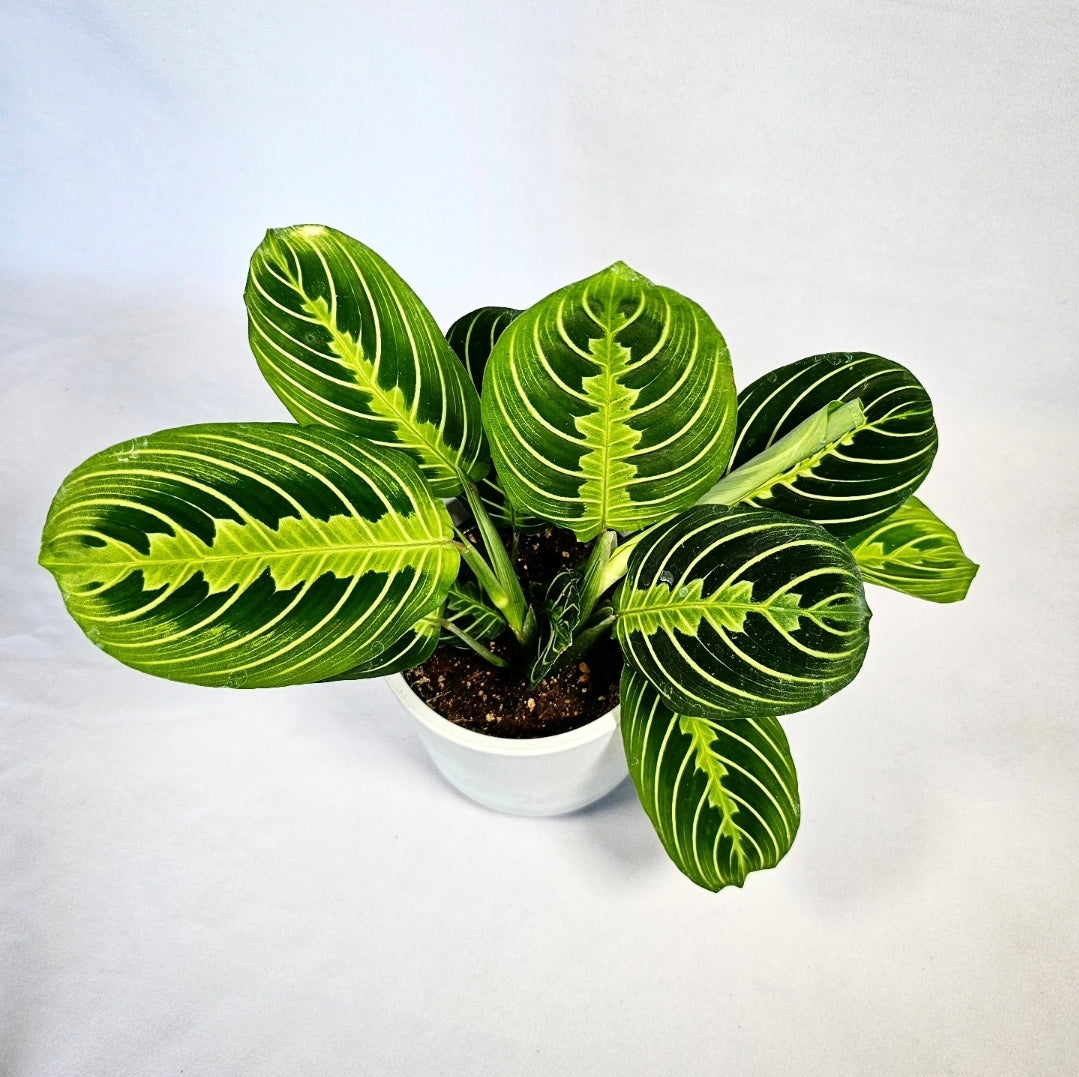 Lemon Lime Maranta 4"