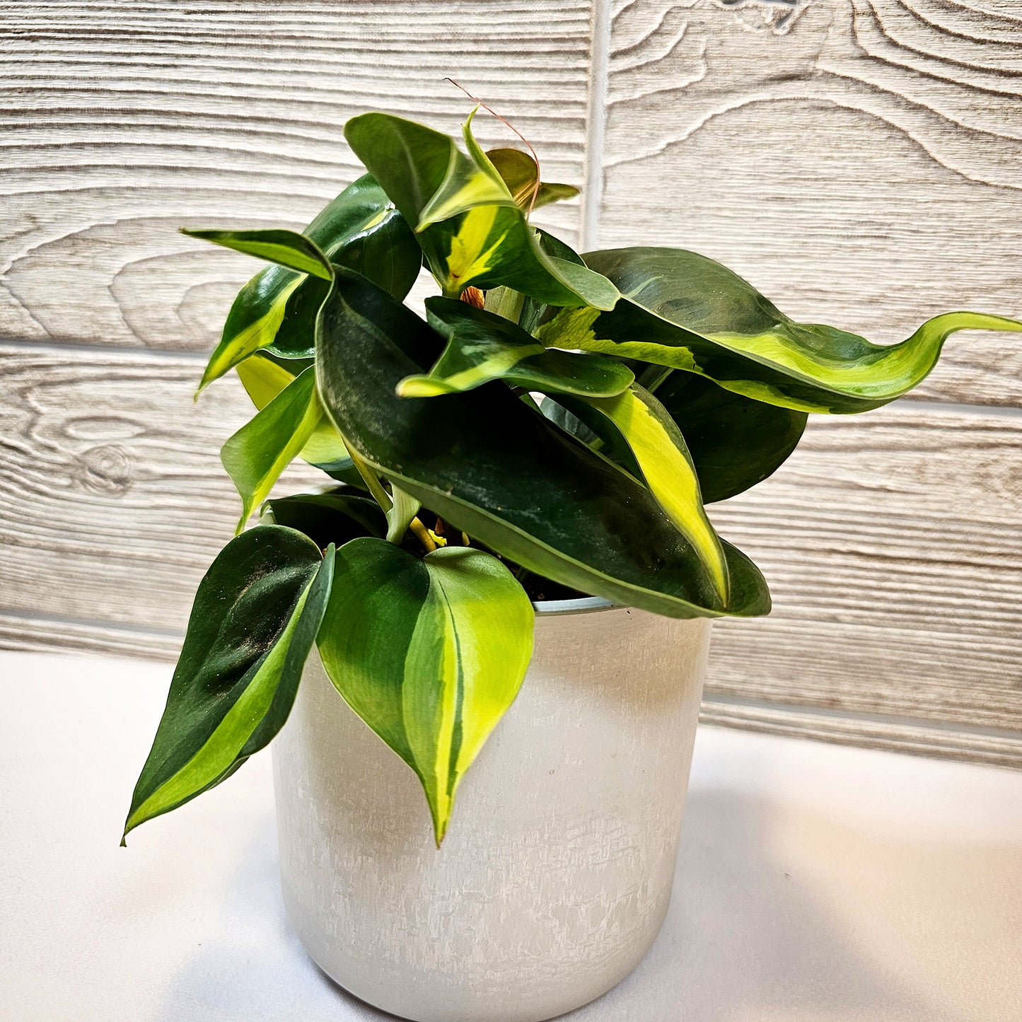 Philodendron Lemon Stripes 4"