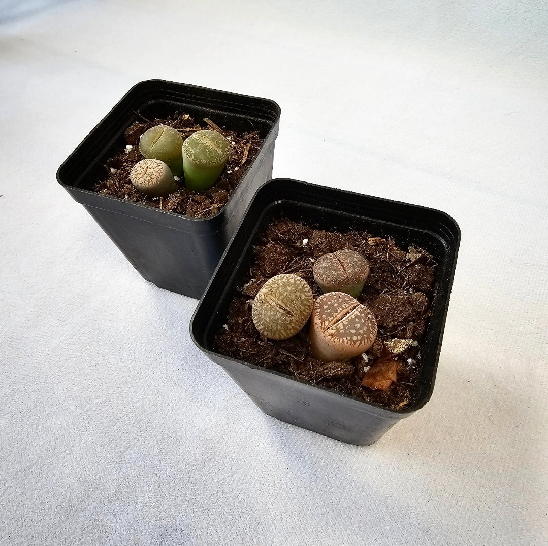 Lithops Living Stone 2"