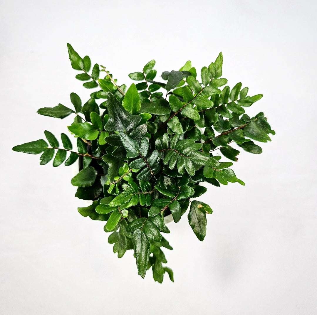 Macho Fern 4"