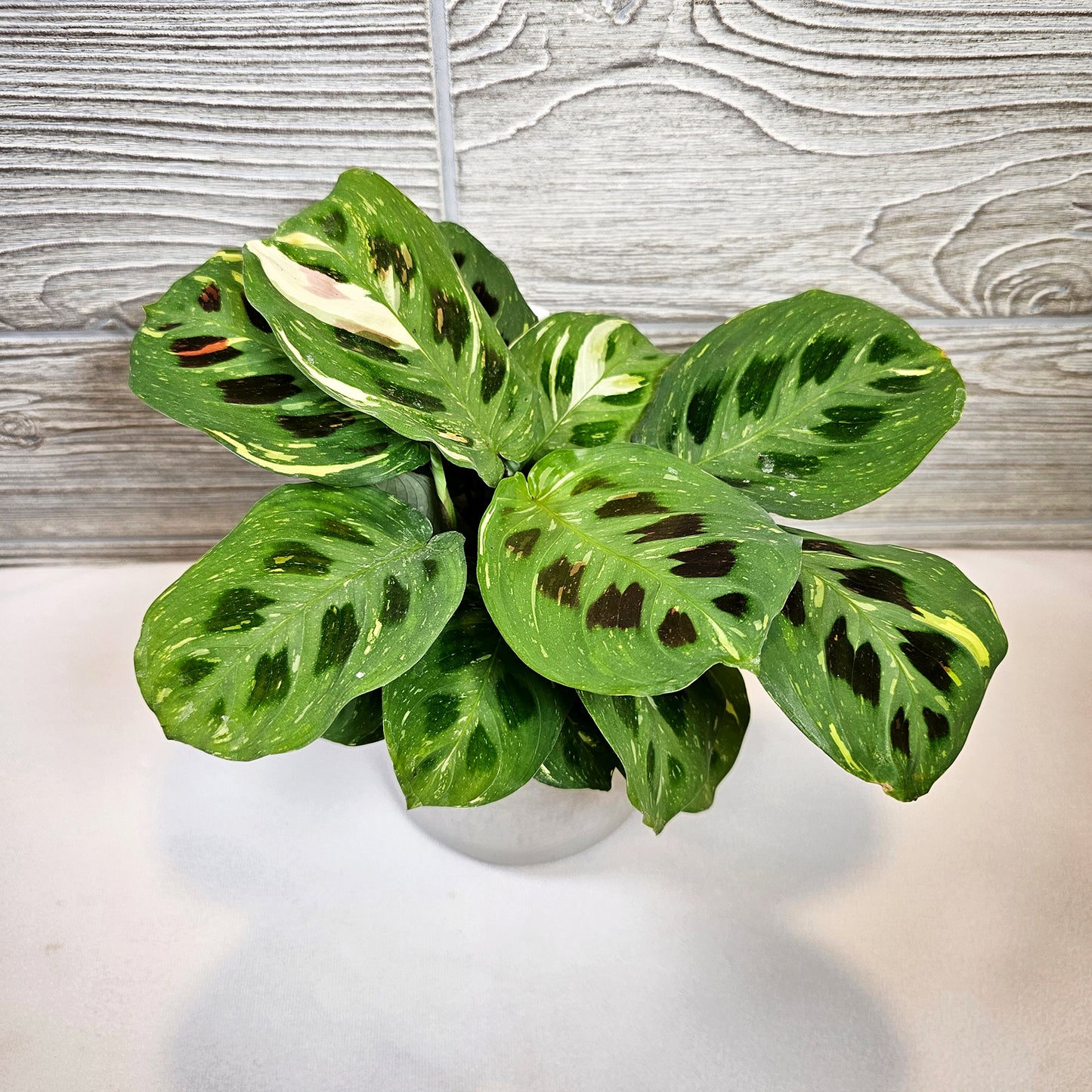 Kim Beauty Maranta 4"