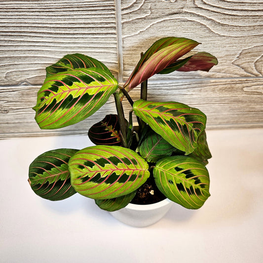 Red Maranta 4"
