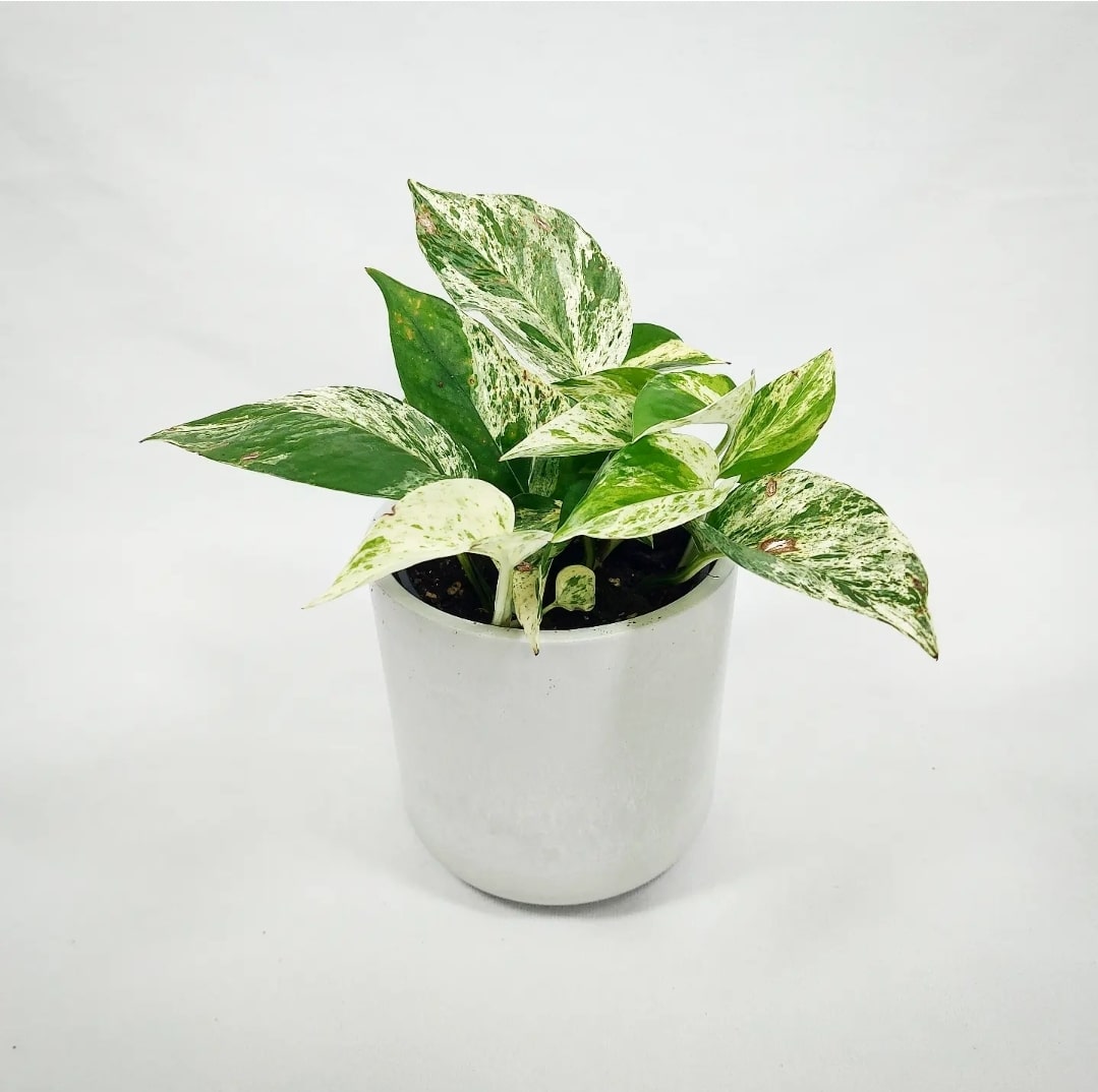 Marble Queen Pothos 4"