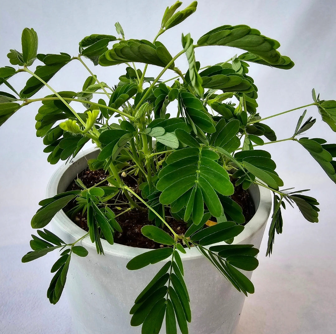 Sensitive Plant - Mimosa pudica 4"