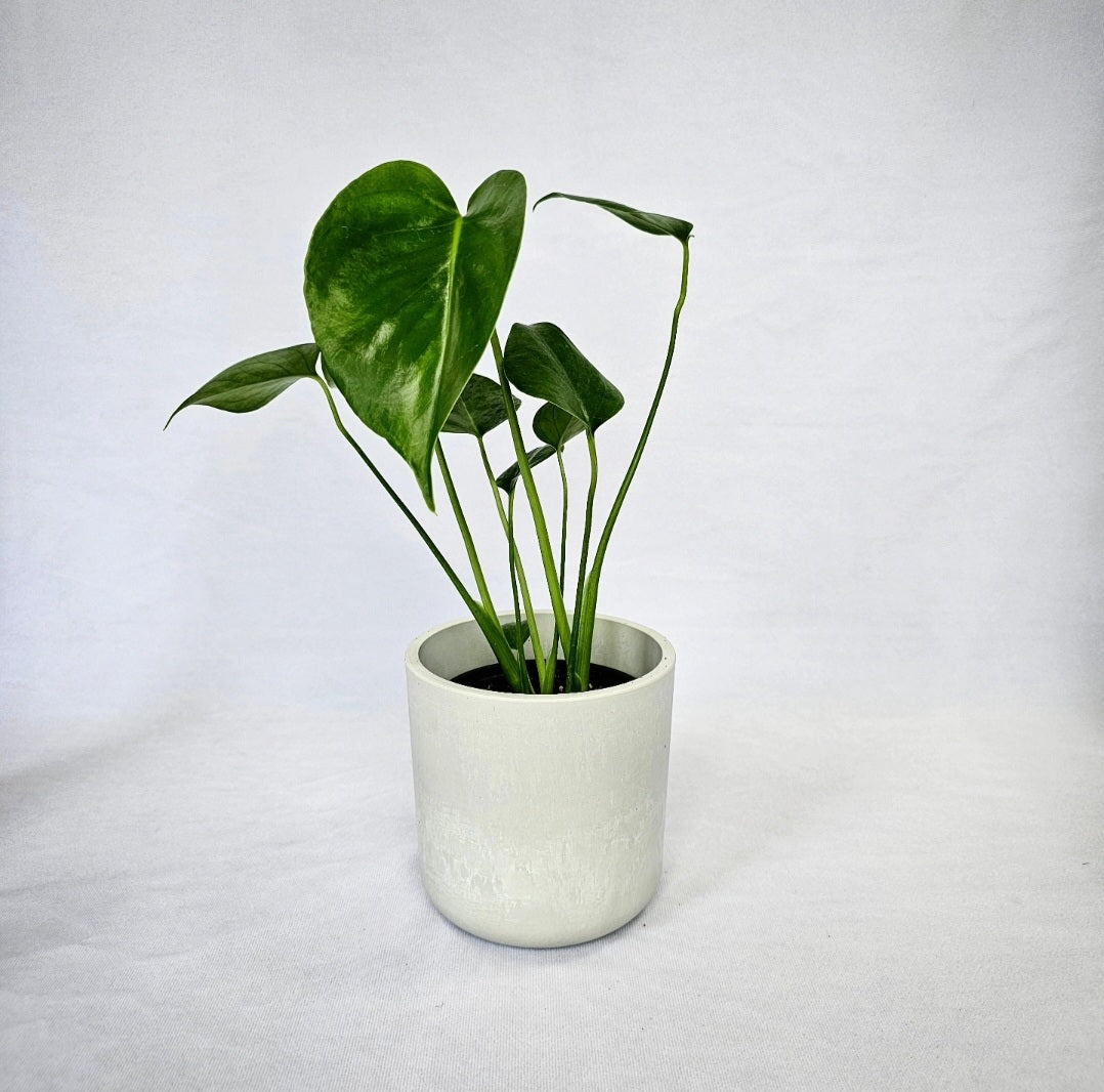 Monstera Green 4"