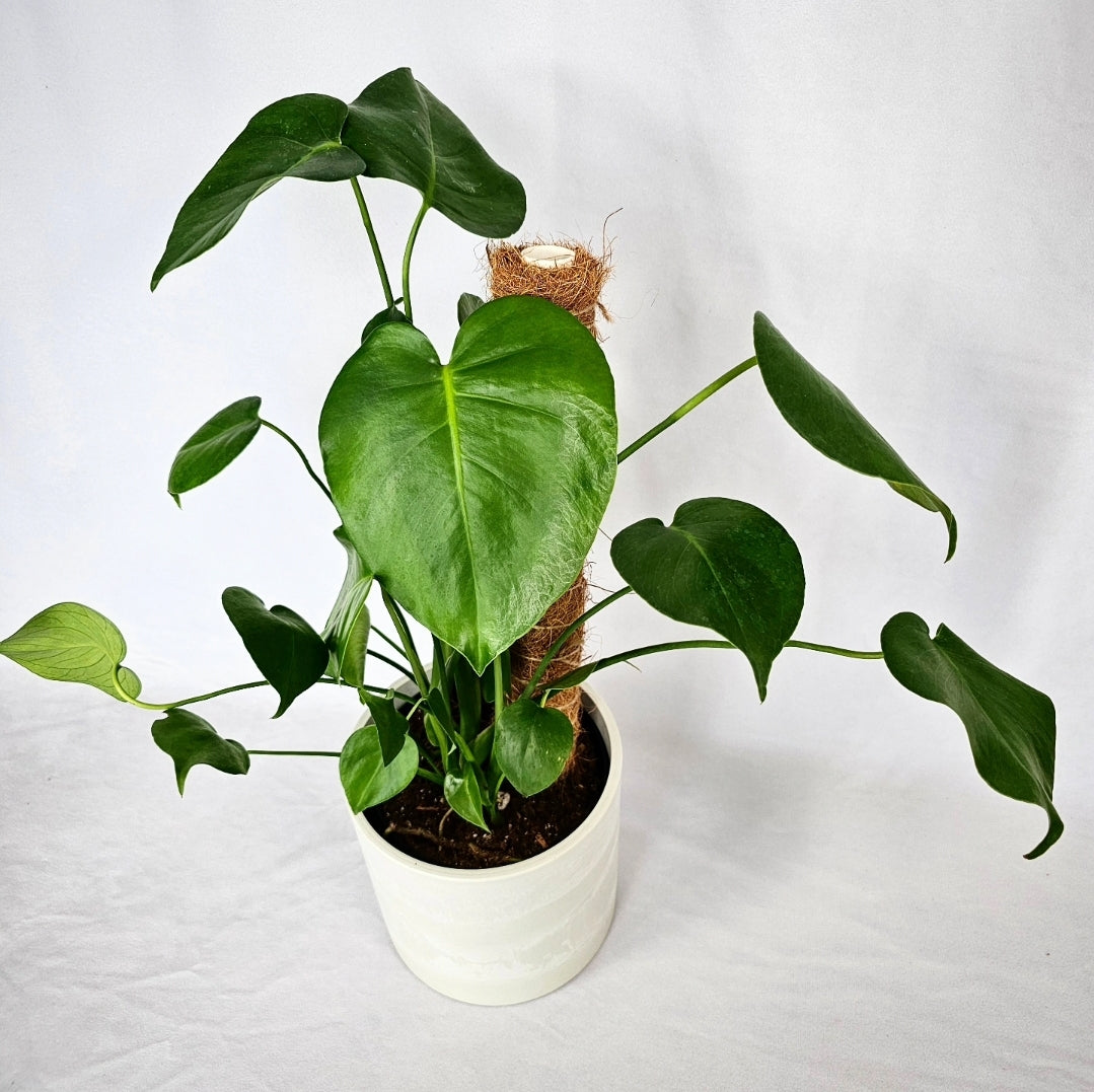 Monstera with Coir Pole 6"