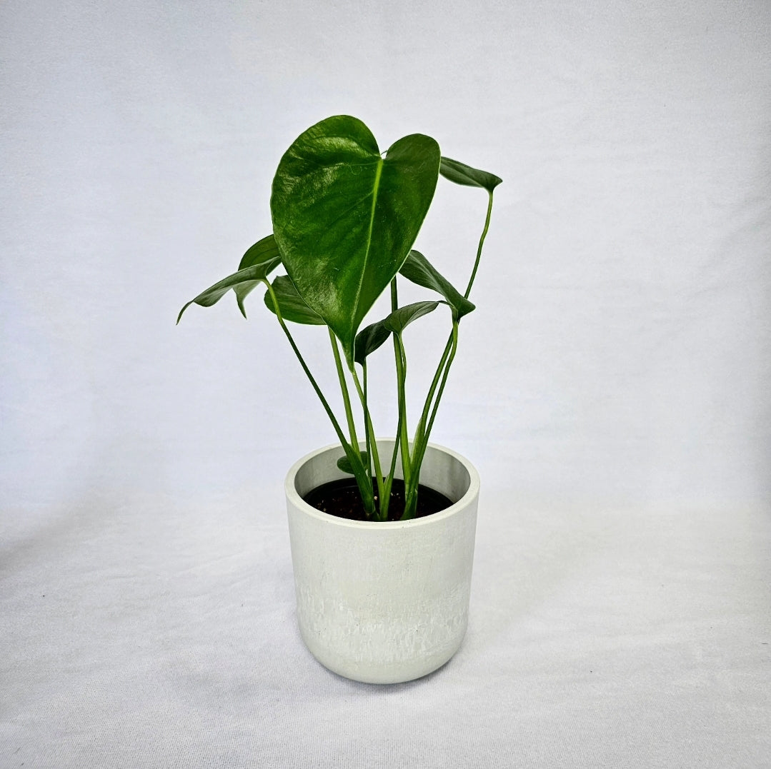 monstera deliciosa calgary Monstera Green 4" | Aurorea Inc