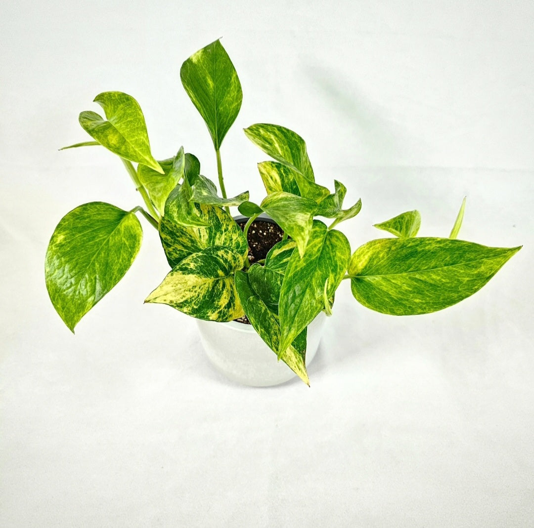 Neon Queen Pothos 4"