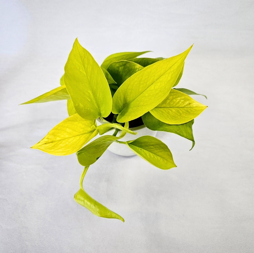 Neon Pothos 4"