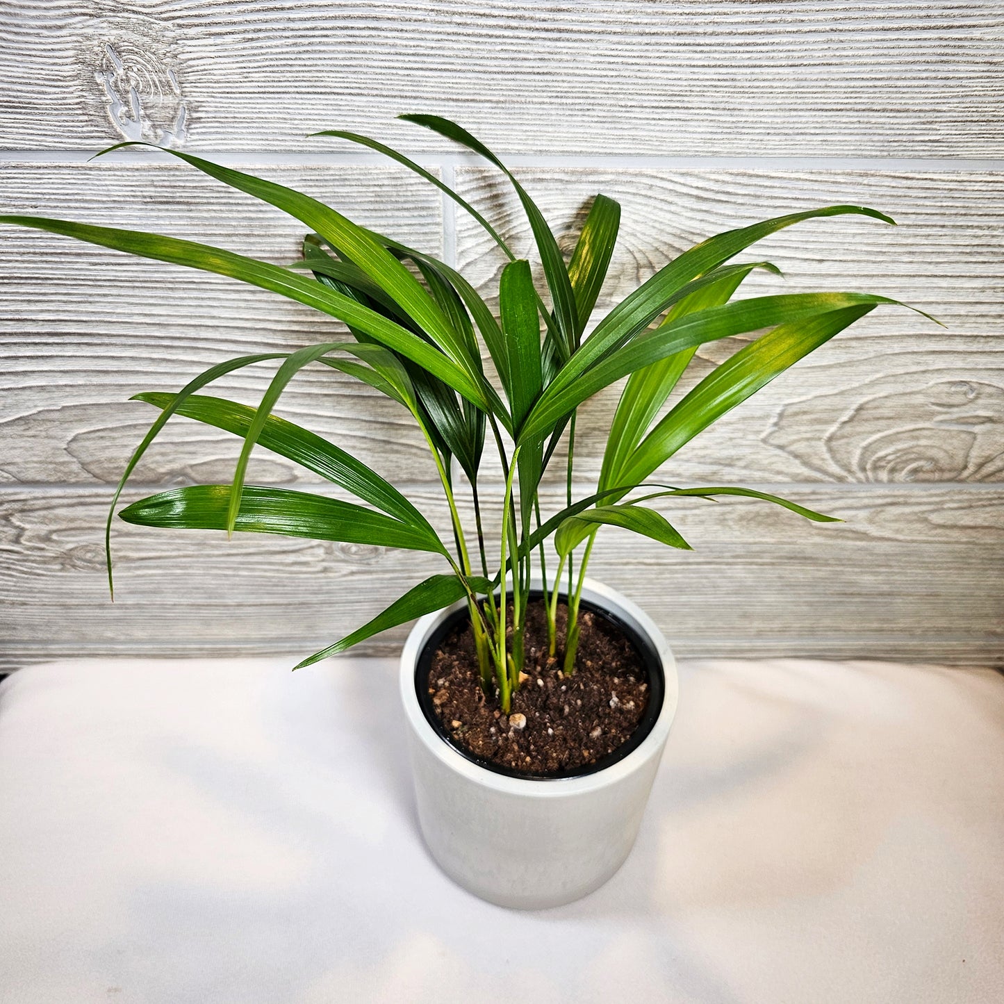 Areca Palm 4"