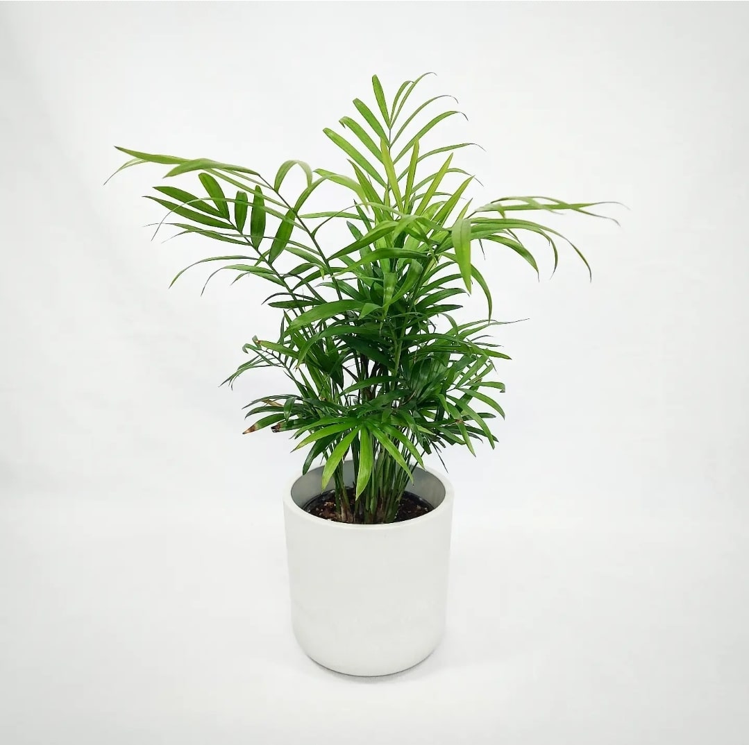 Palm tree 4"