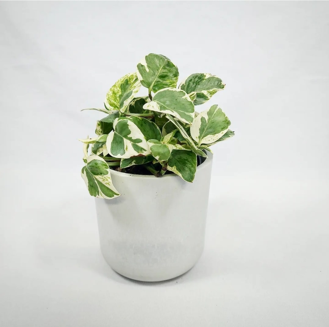 Pearl and Jade Pothos 4"