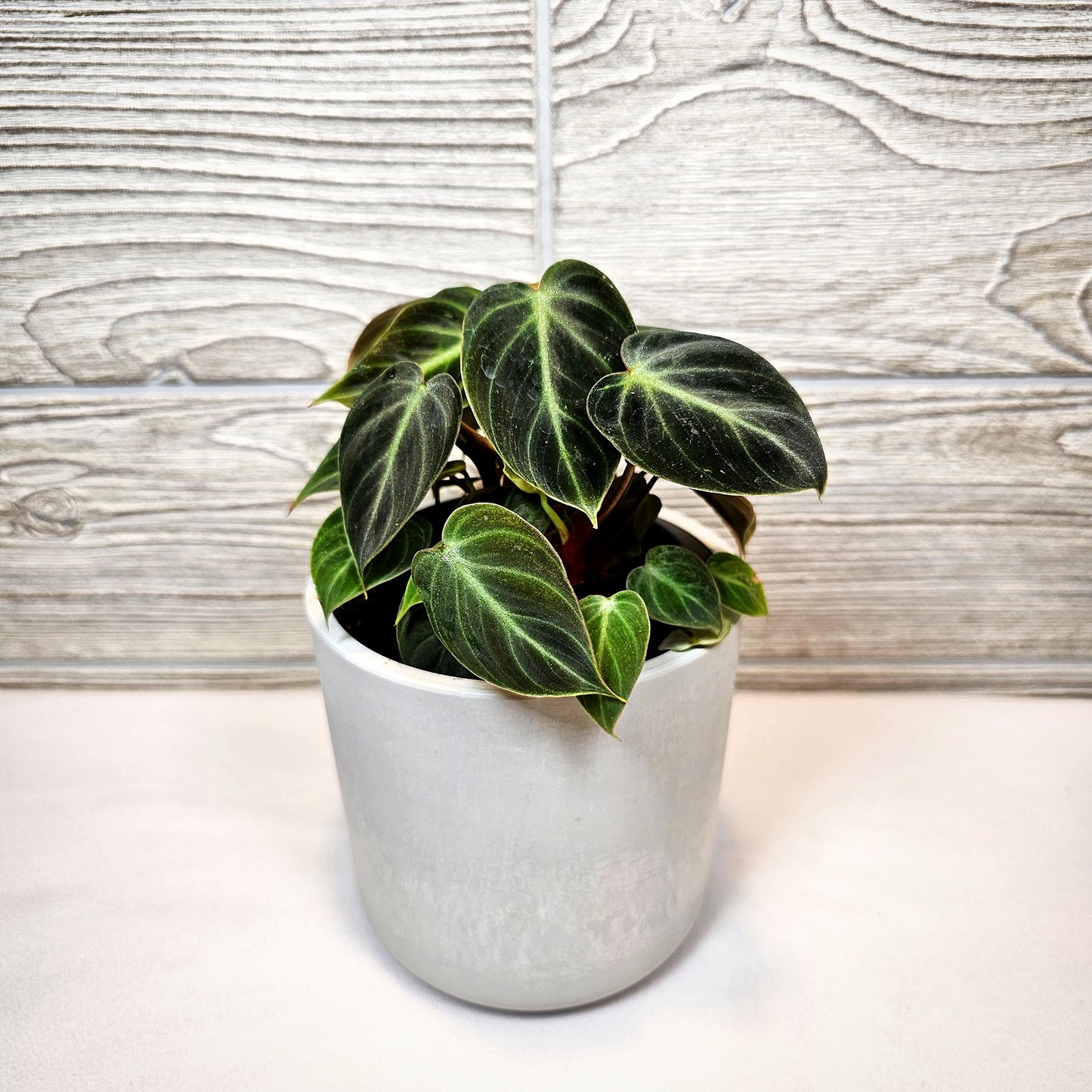 Philodendron El Choco Red 4"