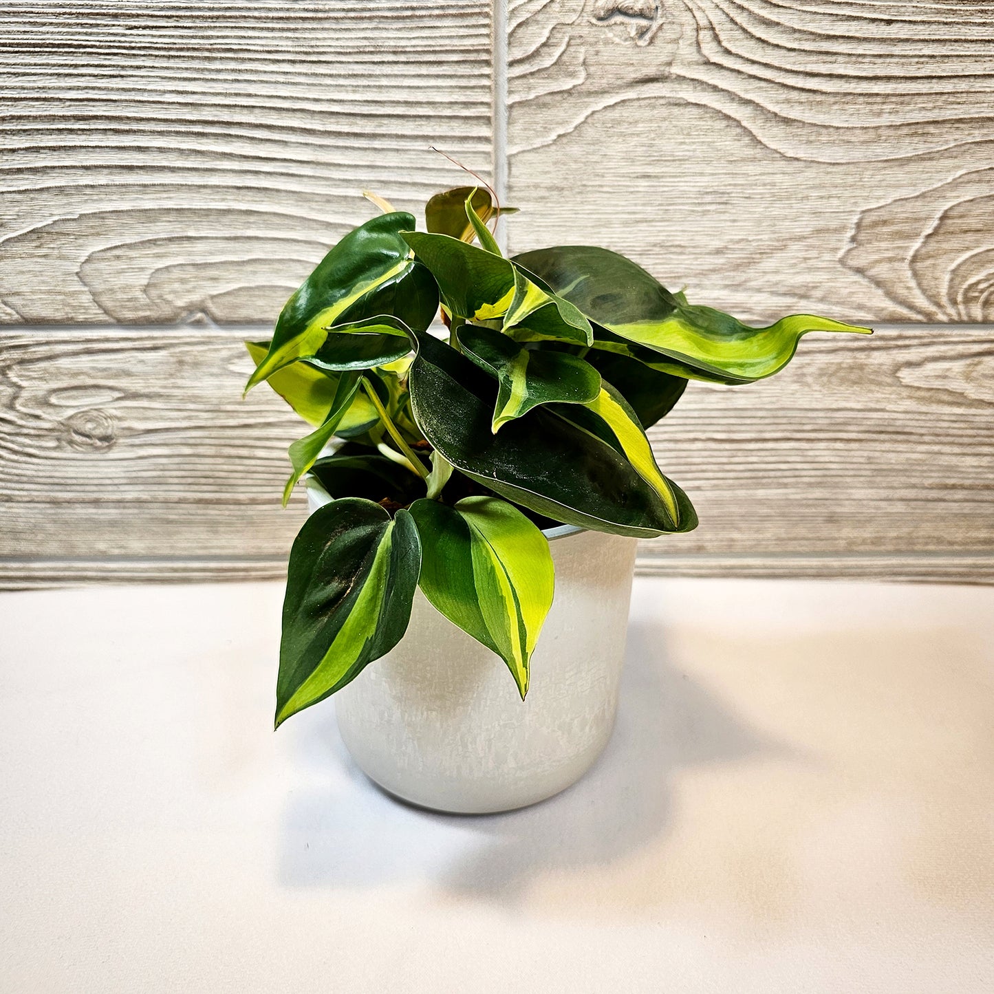 Philodendron Lemon Stripes 4"
