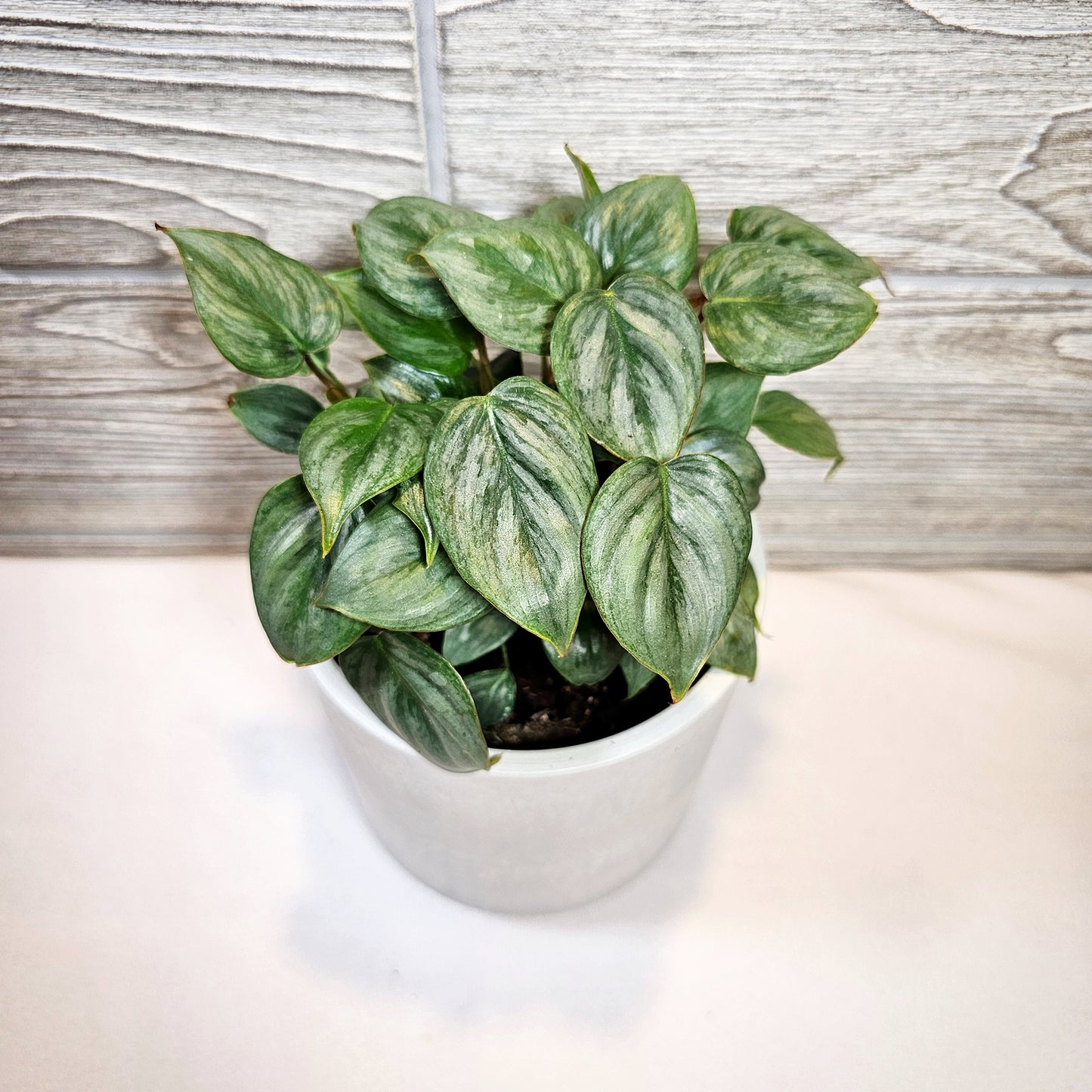 Philodendron Sodiroi Giant Silver 4"