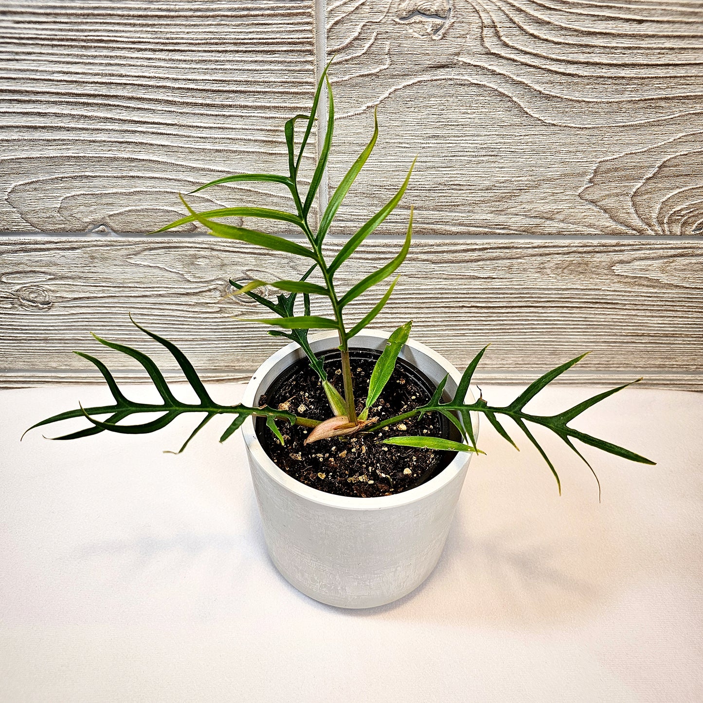 Philodendron Tortum 4"