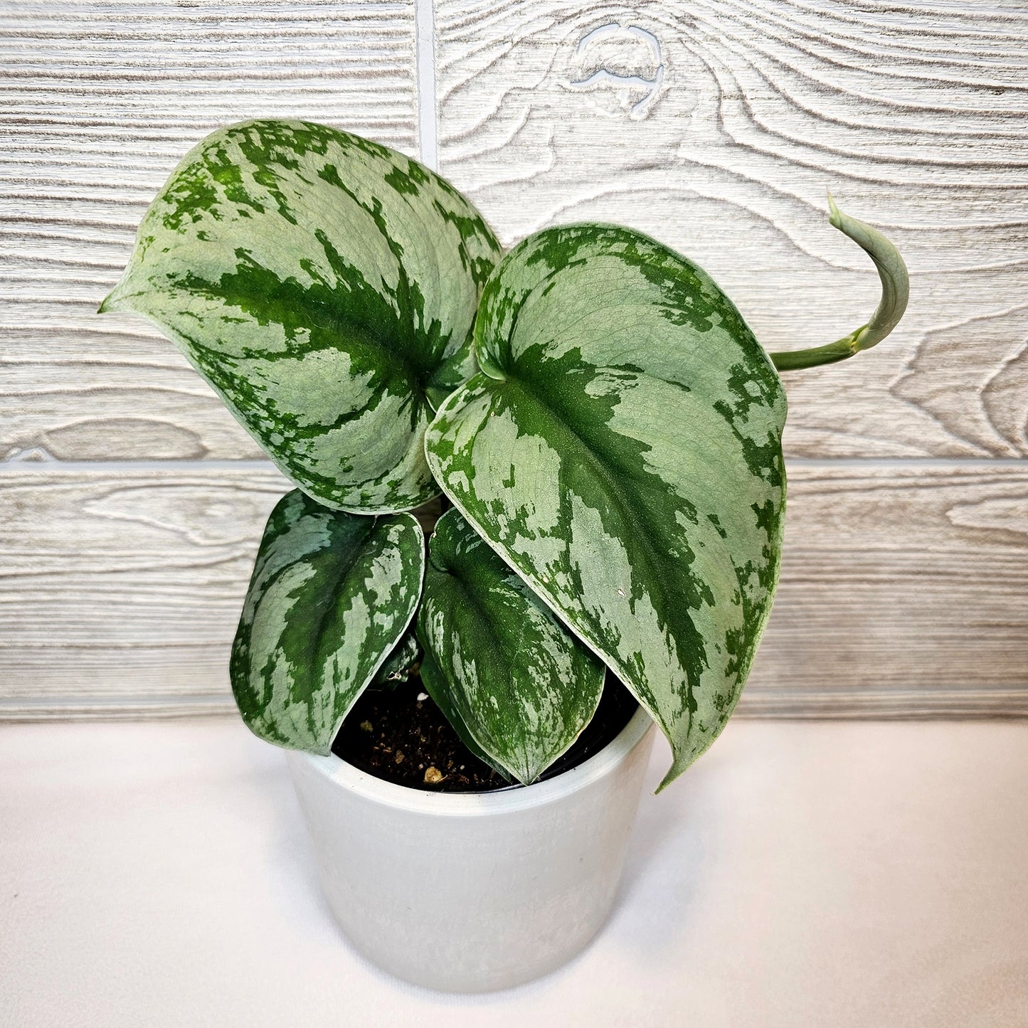 Scindapsus Pictus Exotica 4"