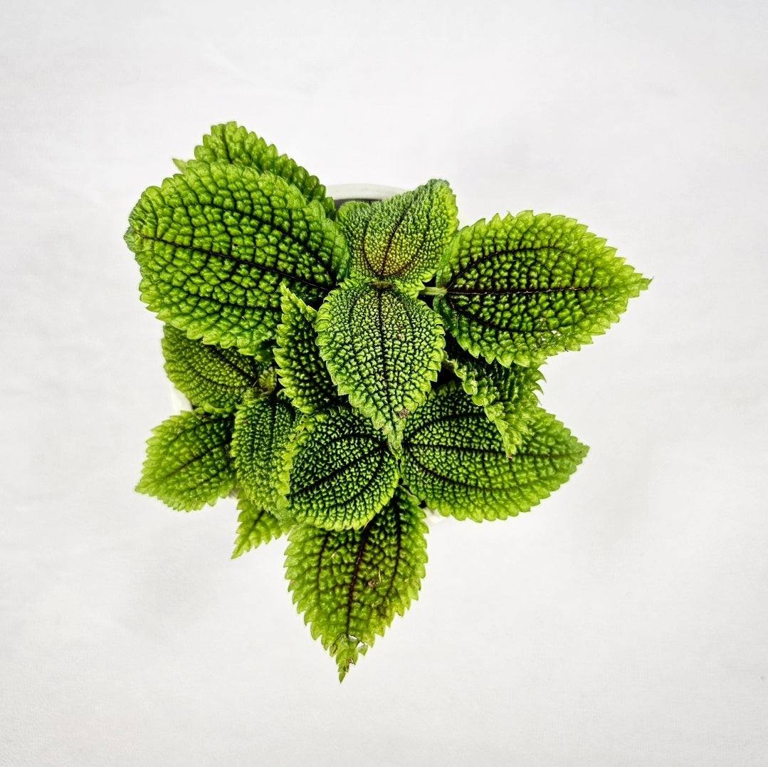 Pilea Moon Valley 4"