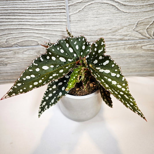 Begonia Maculata 4"