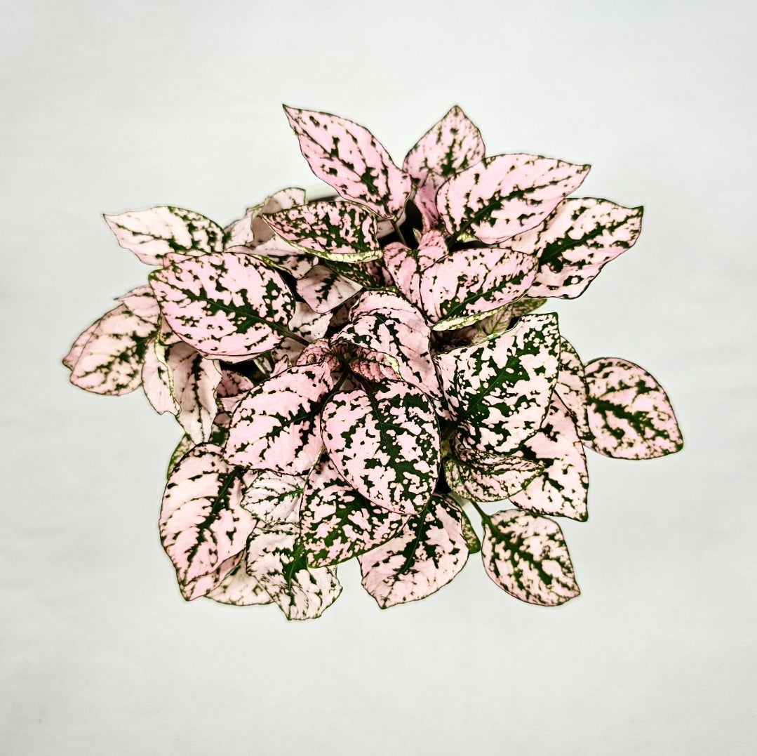 Polka Dot Plant Baby Pink Splash 4"