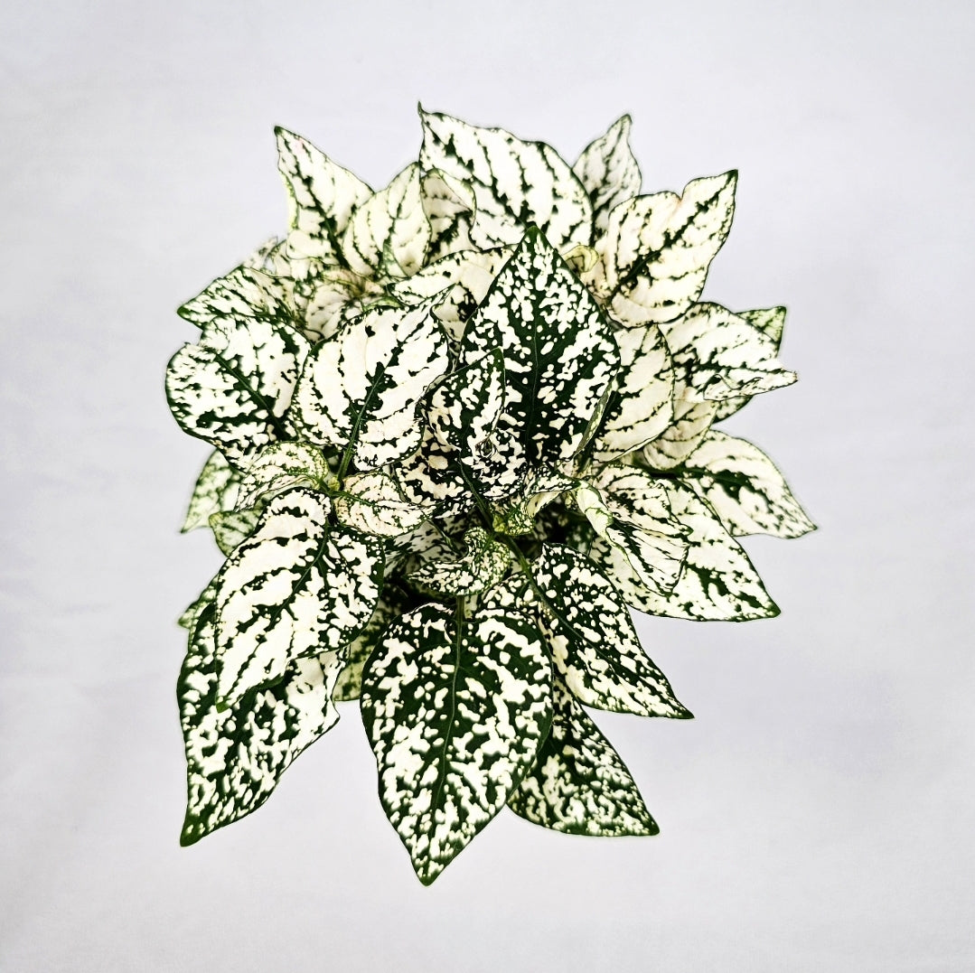 Polka Dot Plant White Splash 4"