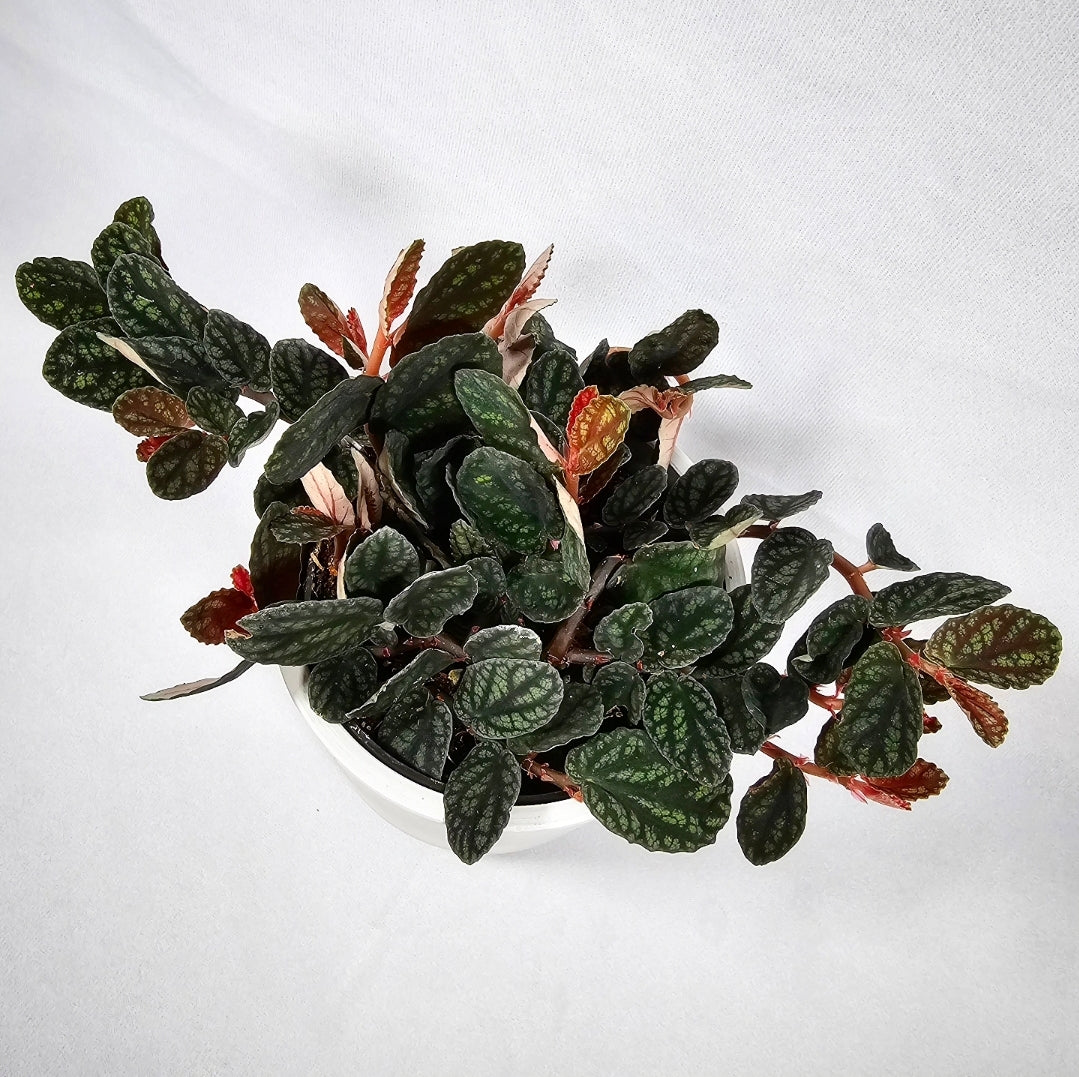 Polynesian Ivy 4"