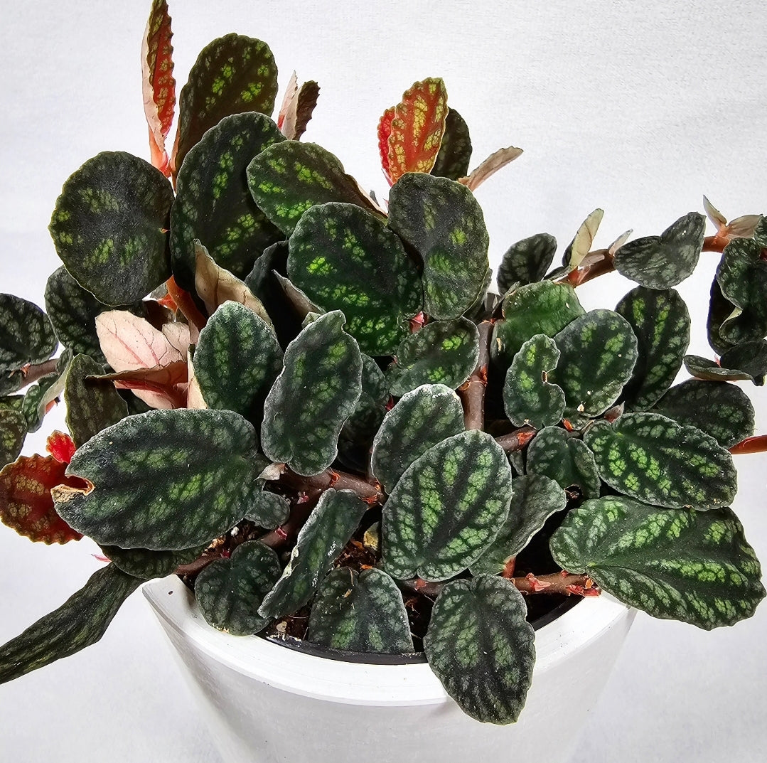 Polynesian Ivy 4"