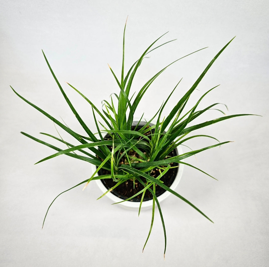 Ponytail Palm 4"