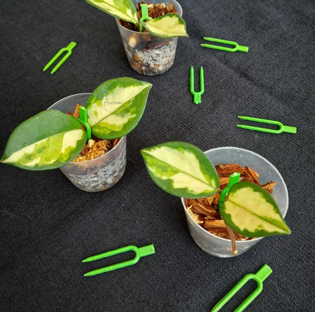 Propagation Pins - Large