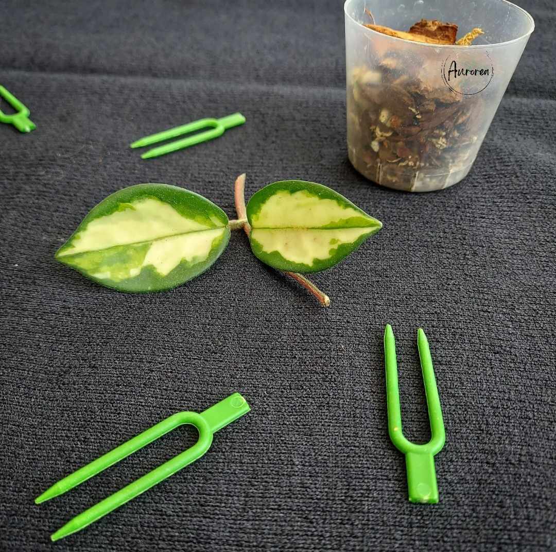 Propagation Pins - Large