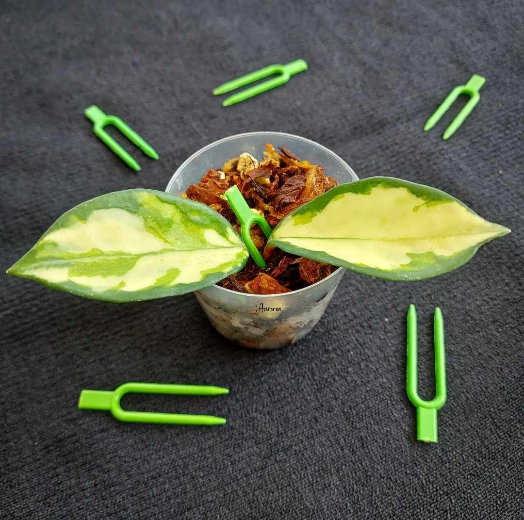 Propagation Pins - Large