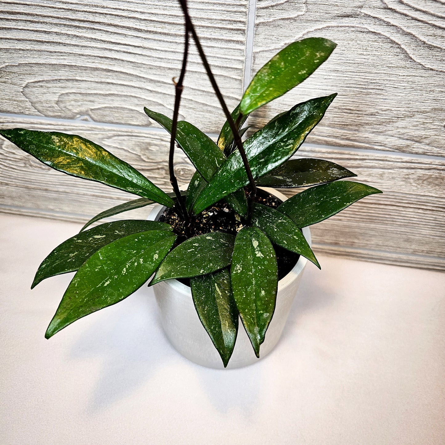 Hoya Pubicalyx 4"
