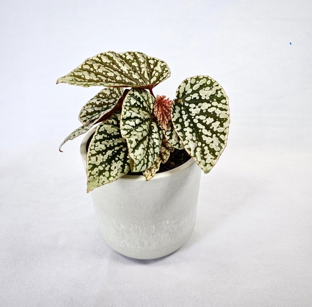 Rex Begonia Snowcap 4"