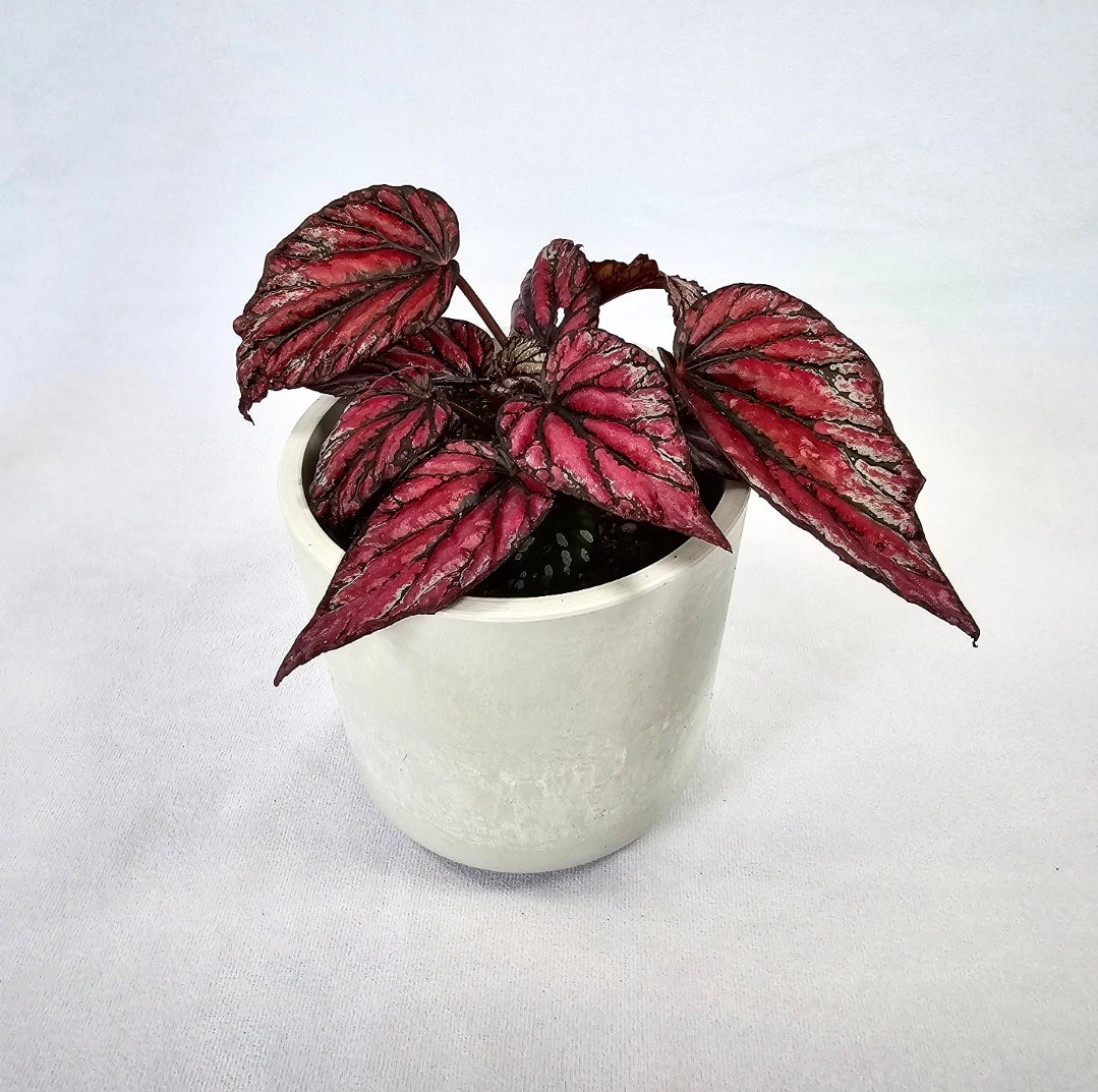 Rex Begonia Hugh Mclaughlin 4"