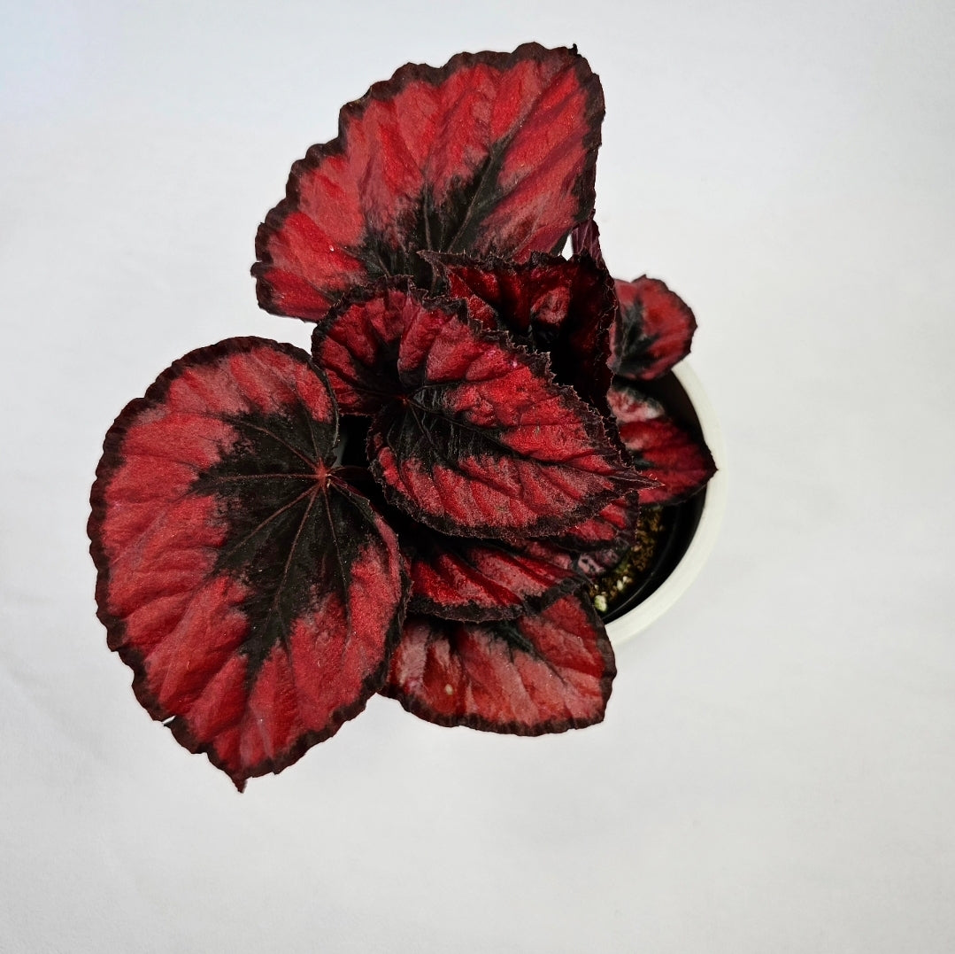 Rex Begonia Red Kiss 4"