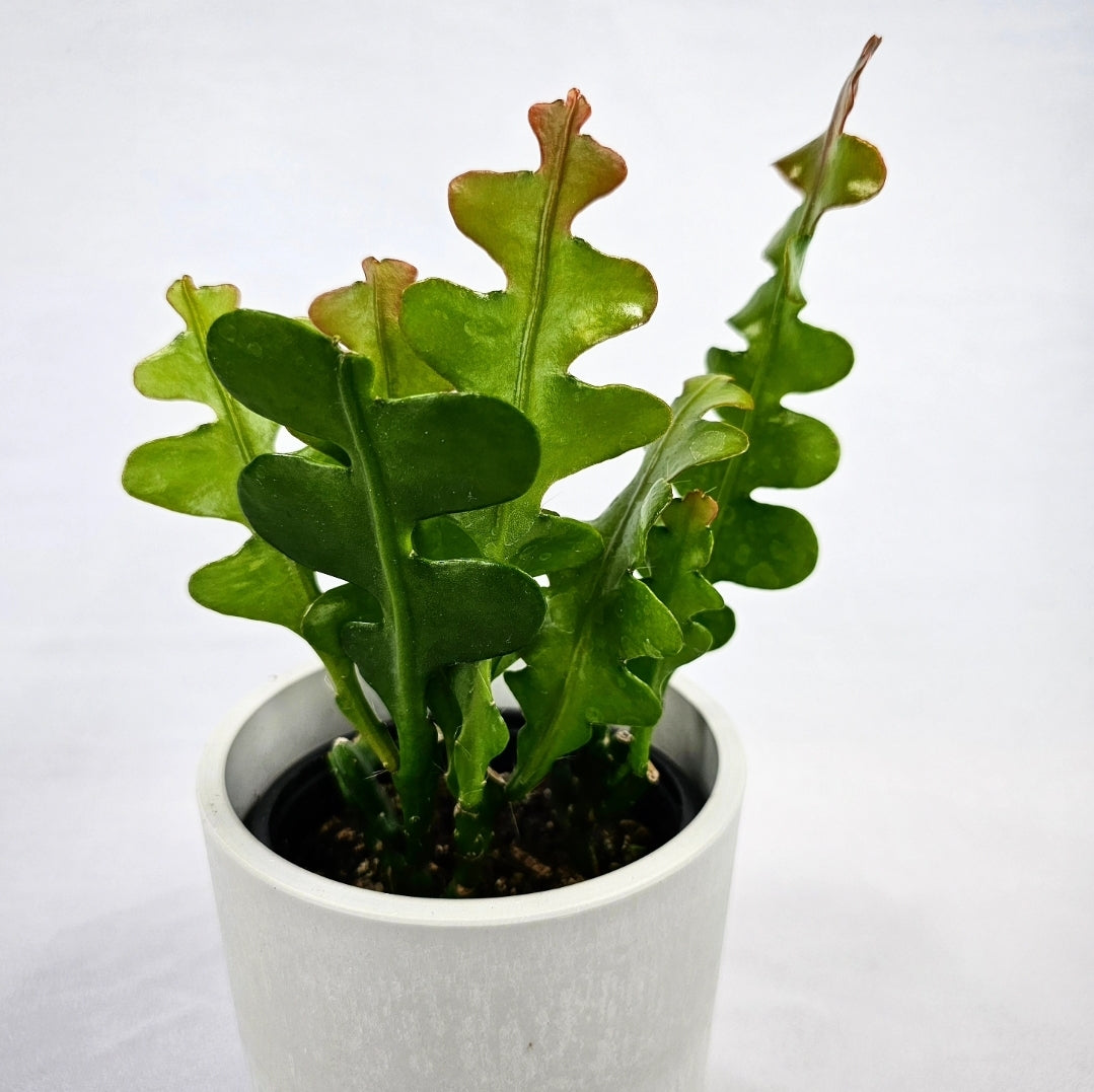 Rik Rak Fishbone Cactus 4"