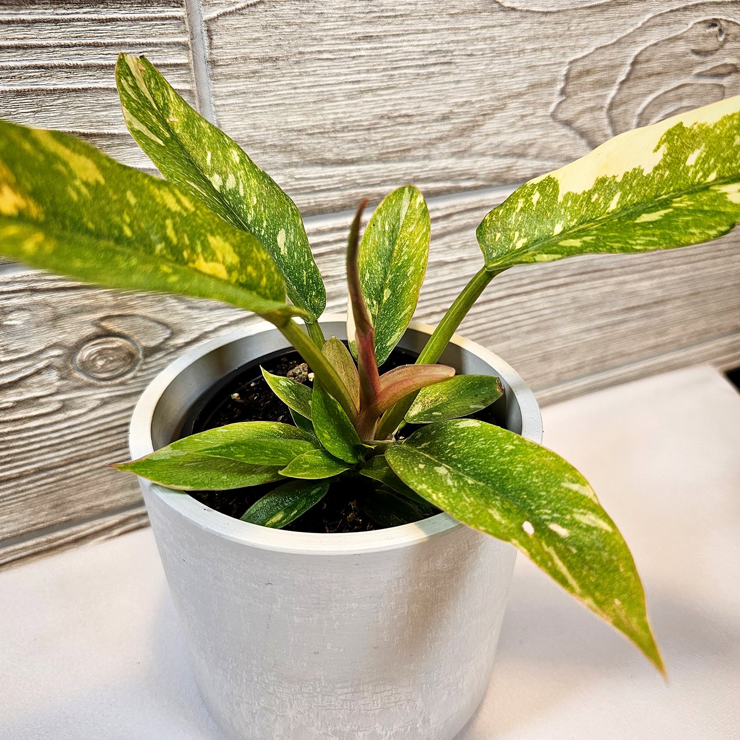 Philodendron Ring Of Fire 4"