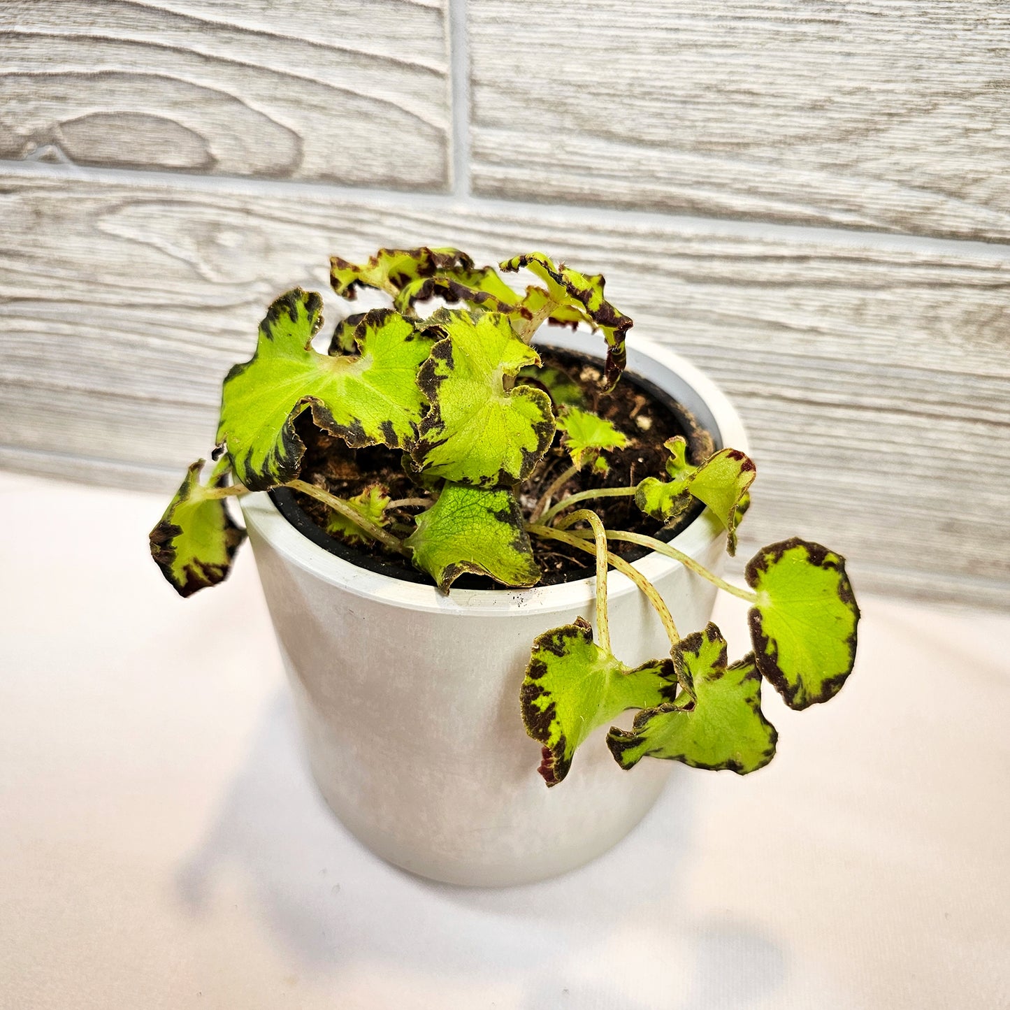 Begonia River Niles 4"