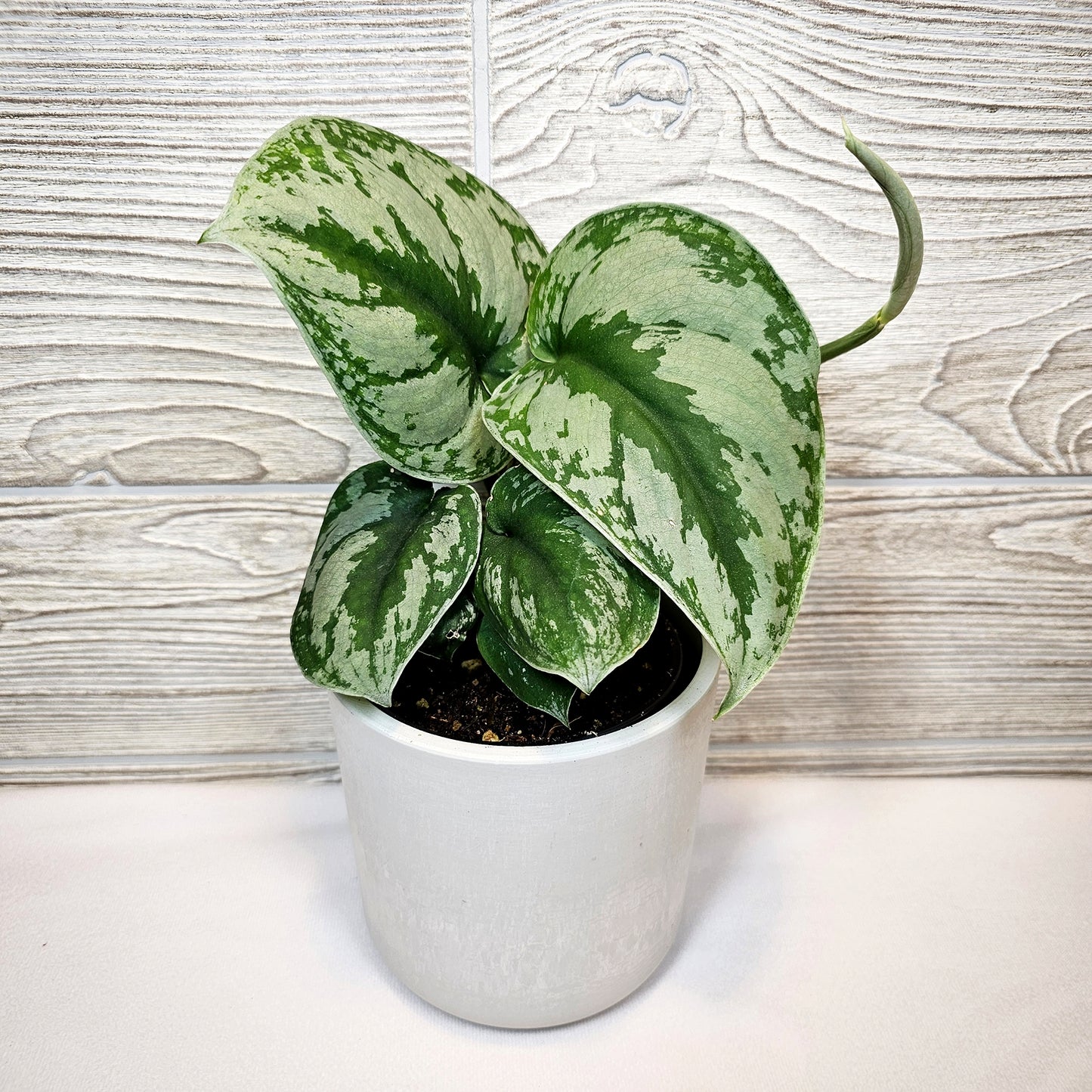 Scindapsus Pictus Exotica 4"